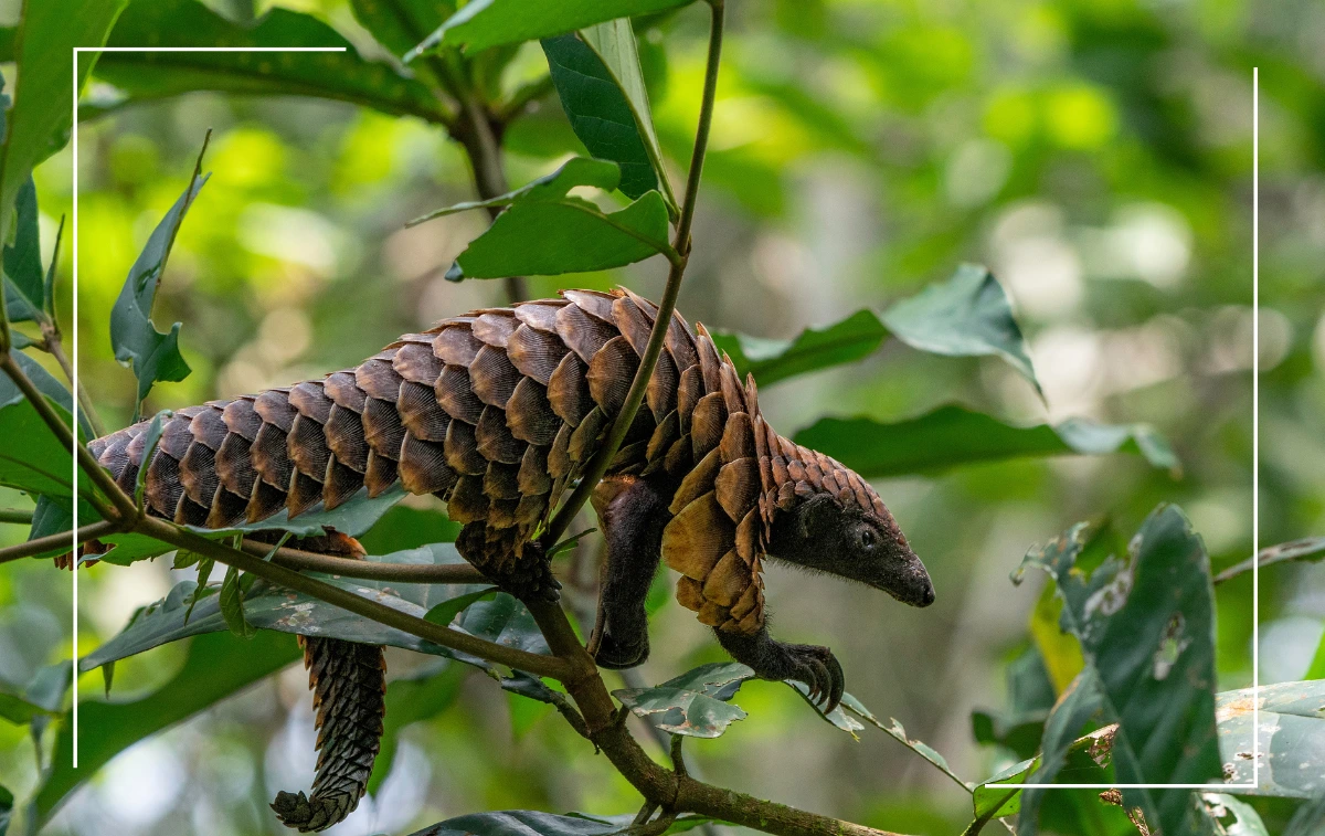 Pangolin