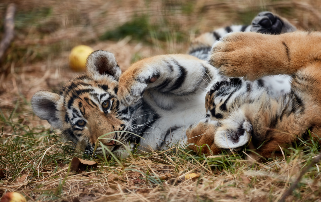 Big cat, big problems: How tiger farms perpetuate the illegal trade in tigers