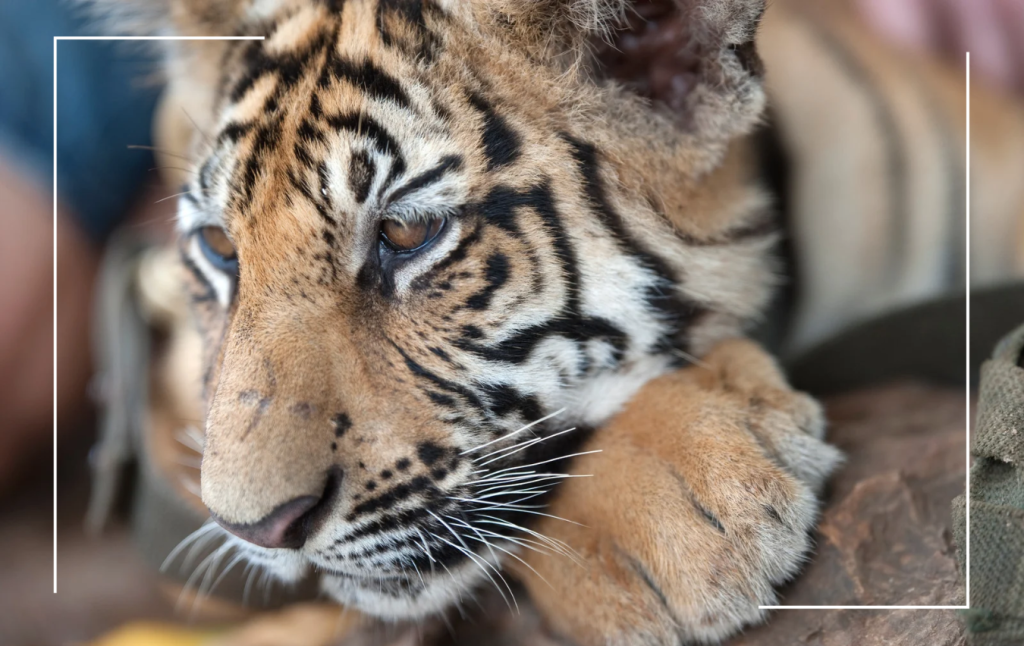 The Cost of Cute: What lies behind the illegal pet trade.