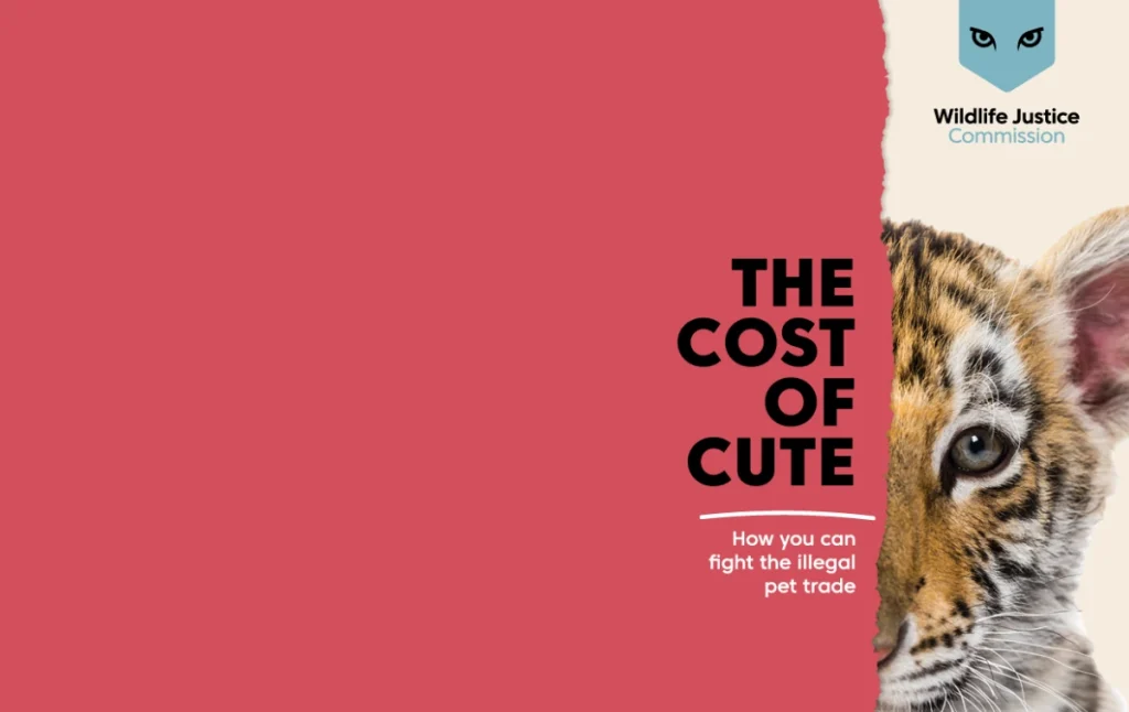 The cost of cute: Wildlife Justice launches new guide to fight the illegal pet trade
