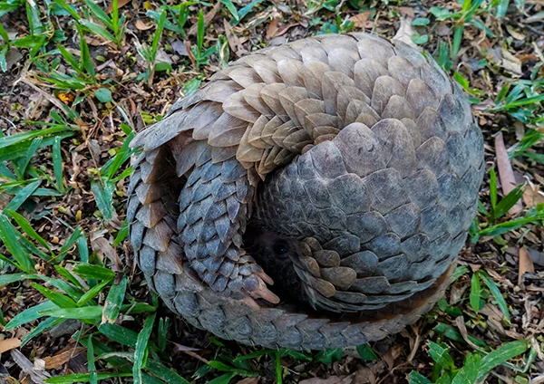 African Pangolin