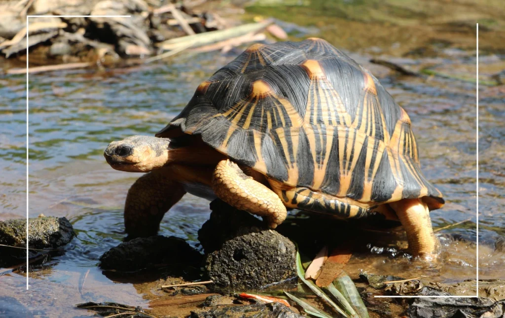Tortoise traffickers sentenced in Madagascar following Wildlife Justice-supported operation