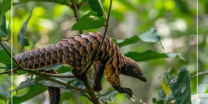 Pangolin